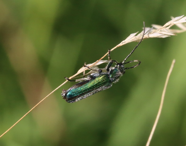 OEDEMERIDAE Oedemera nobilis 6.JPG