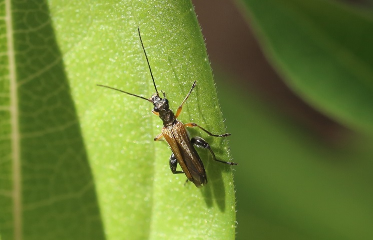 OEDEMERIDAE Oedemera podagrariae 6.JPG