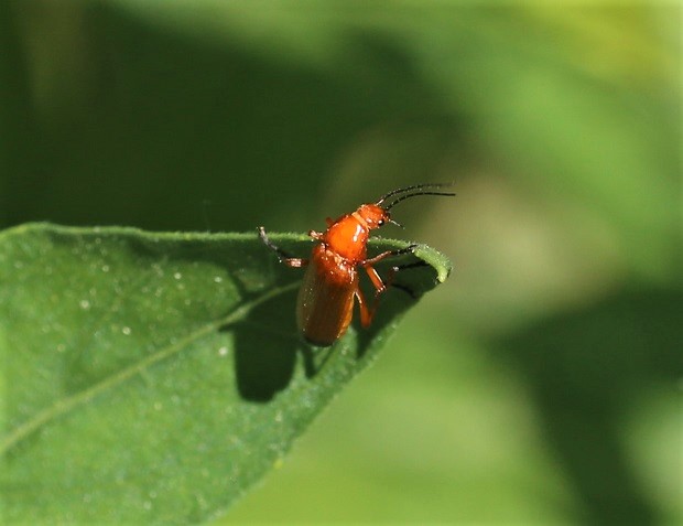 CANTHARIDAE Rhagonycha fulva 3.JPG