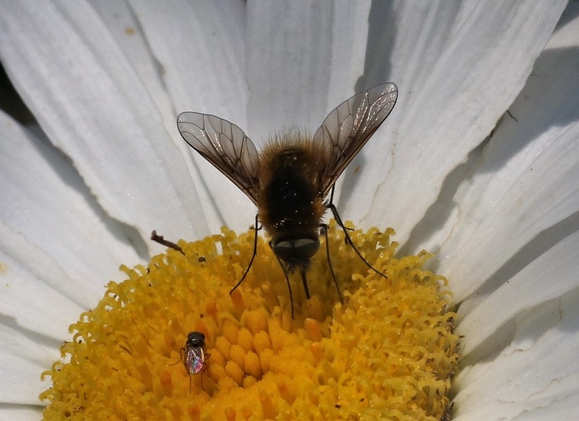 BOMBYLIIDAE Bombylosoma sp. 1.JPG