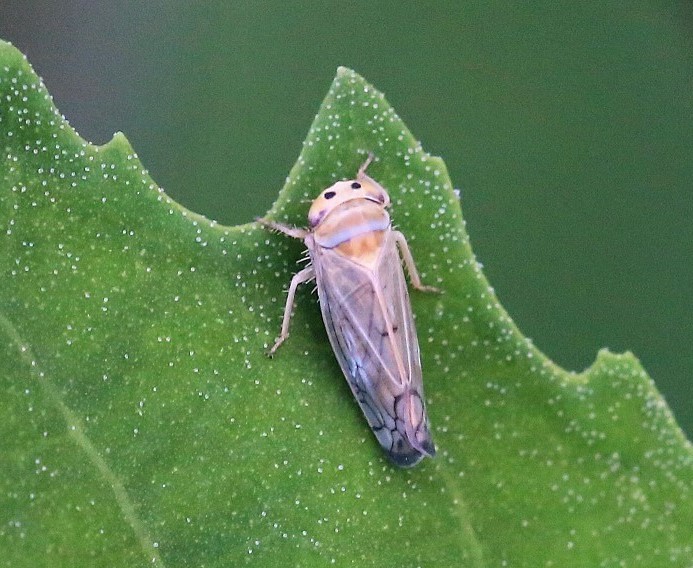 CICADELLIDAE Anoplotettix fuscovenosus 3.JPG