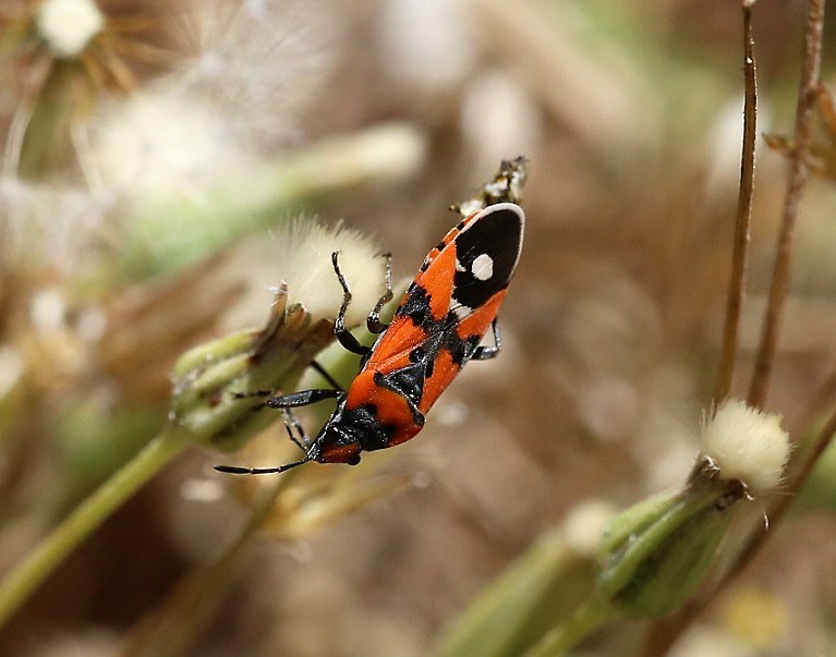 LYGAEIDAE Lygaes equestris 5.JPG