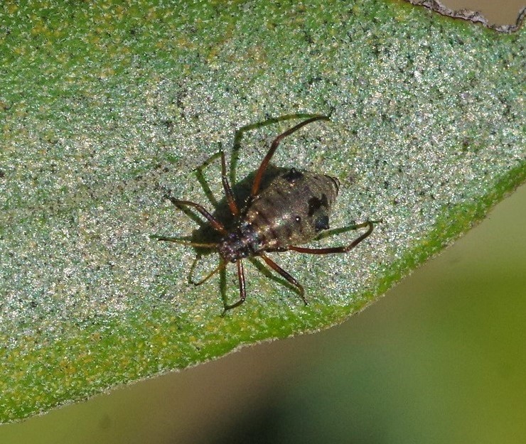 APHIDIDAE Cinara strobi 2.JPG