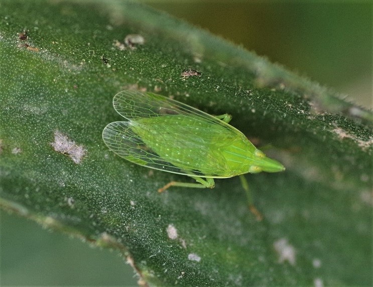 DICTYOPHARIDAE Dictyophara europea 1 (fulgore d'Europe).JPG