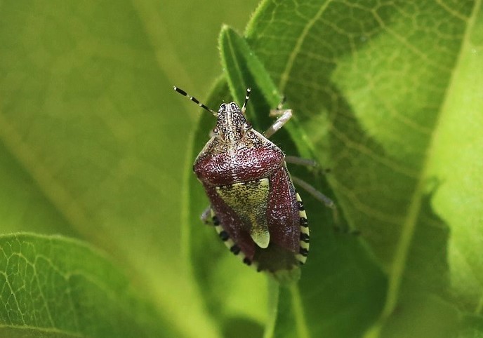 PENTATOMIDAE Dolycoris baccarum 5.JPG