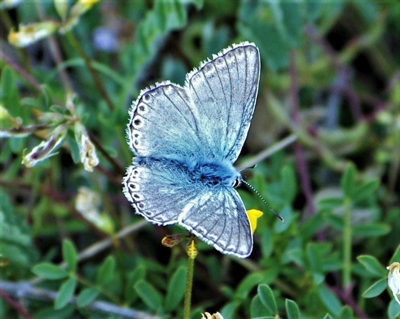 LYCAENIDAE Lysandra hispana 1 (bleu nacré espagnol mâle).JPG