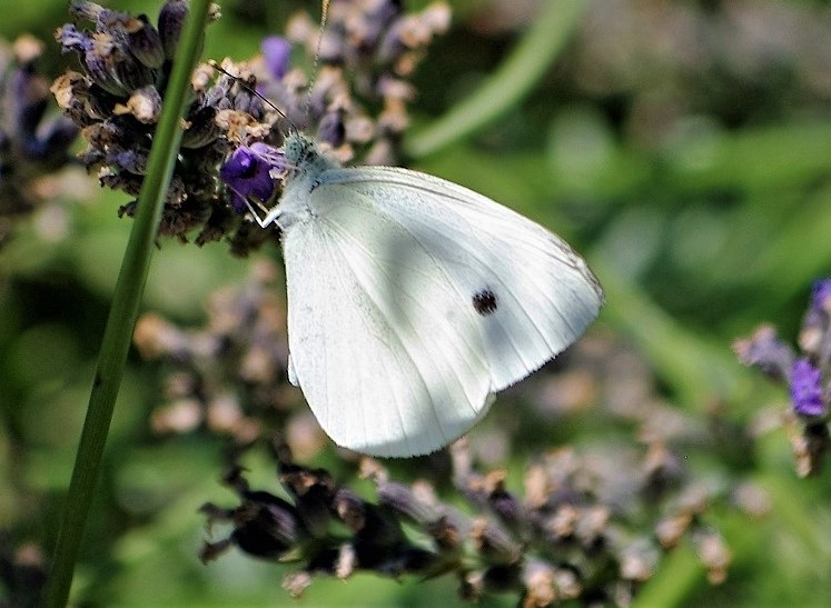 PIERIDAE Pieris rapae 2 (piéride de la rave).JPG