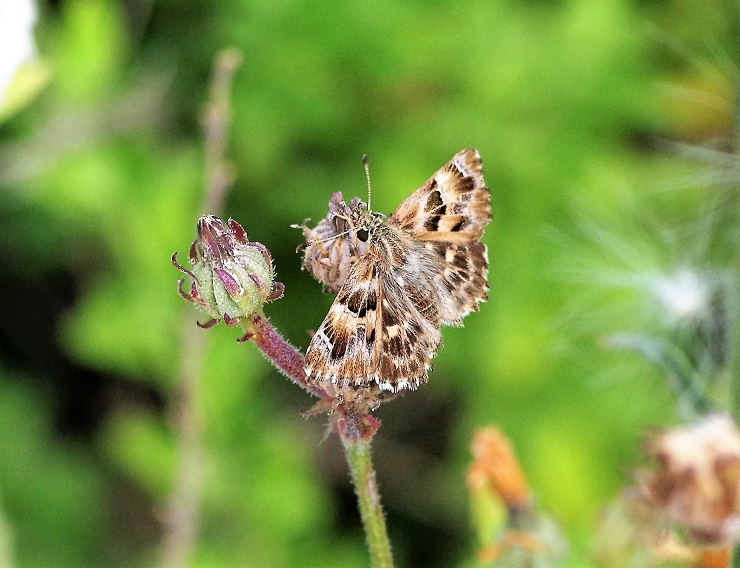 HESPERIIDAE Carcharodus lavatherae 1 (hespérie de l'épiaire).JPG