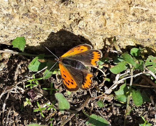 LYCAENIDAE Lycaena phlaeas 6 (cuivré commun).JPG