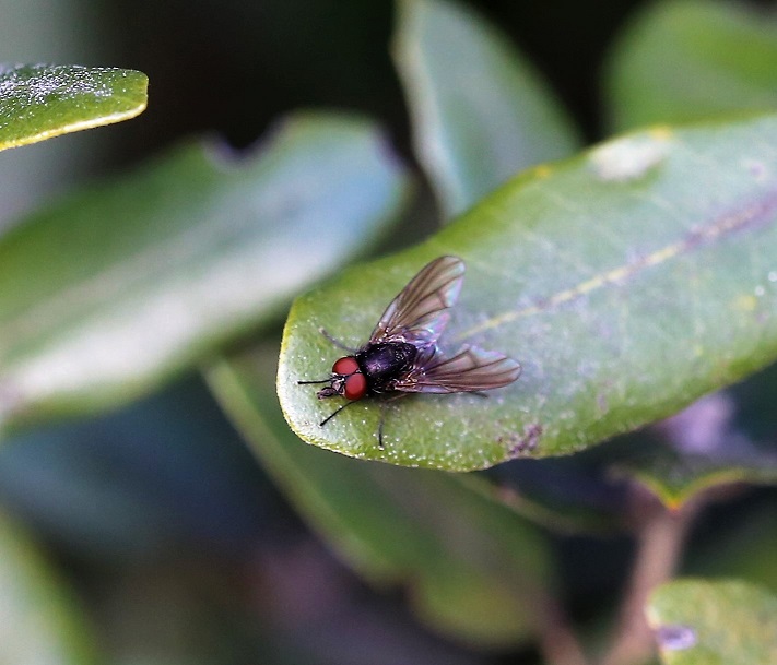 MUSCIDAE Hebecnema nigra 4.JPG