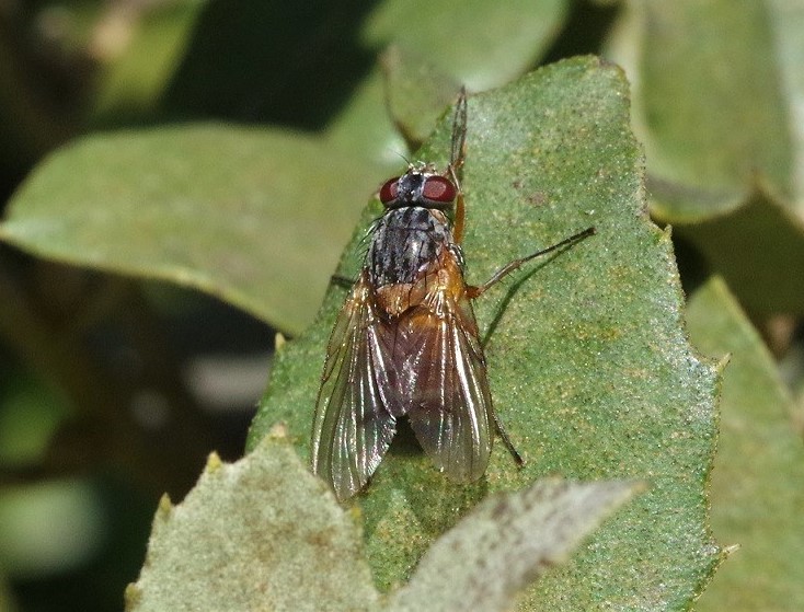 MUSCIDAE Phaonia rufiventris 2.JPG