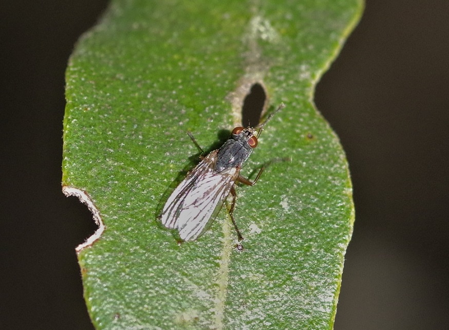 MUSCIDAE Coenosia mollicula 1.JPG