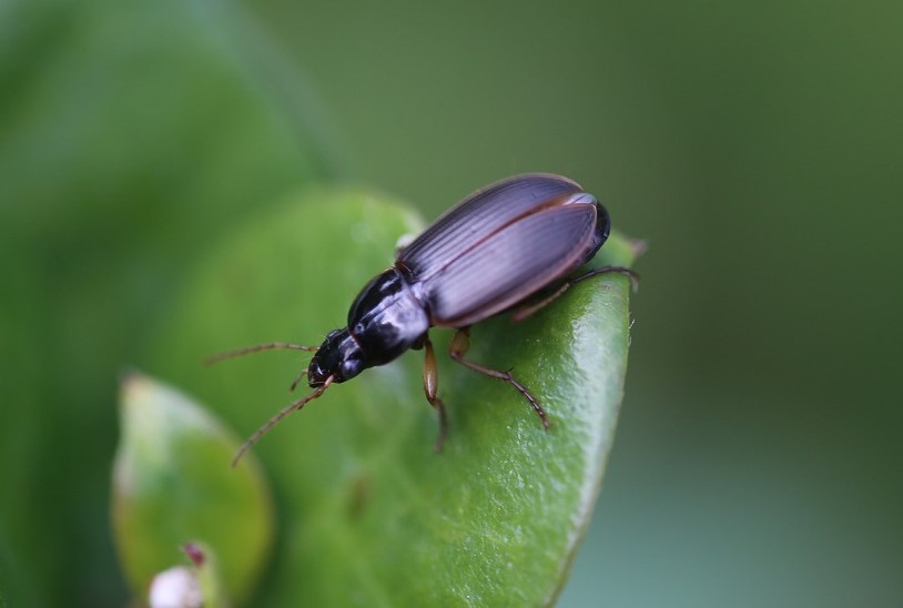 CARABIDAE Calathus circumseptus 2.JPG