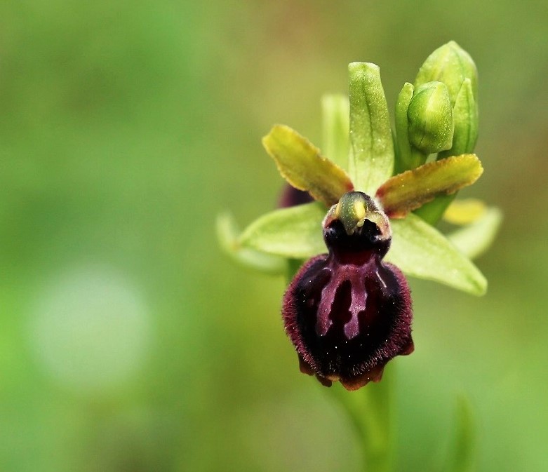 Ophrys araignée 1.JPG