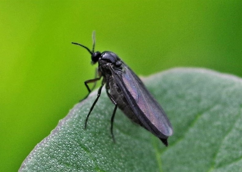 SCIARIDAE Sciara sp. 3.JPG