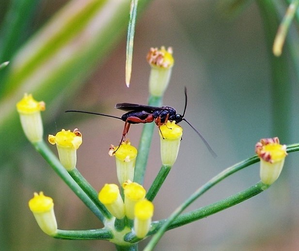 ICHNEUMONIDAE Banchinae.JPG