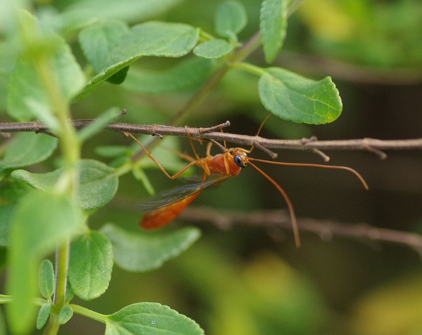 ICHNEUMONIDAE Ophion luteus 1.JPG