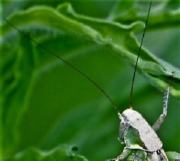 TETTIGONIIDAE Platycleis sp. (decticelle larve femelle) (3).JPG