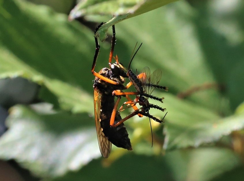 ASILIDAE Molobratia teutonus 3.JPG