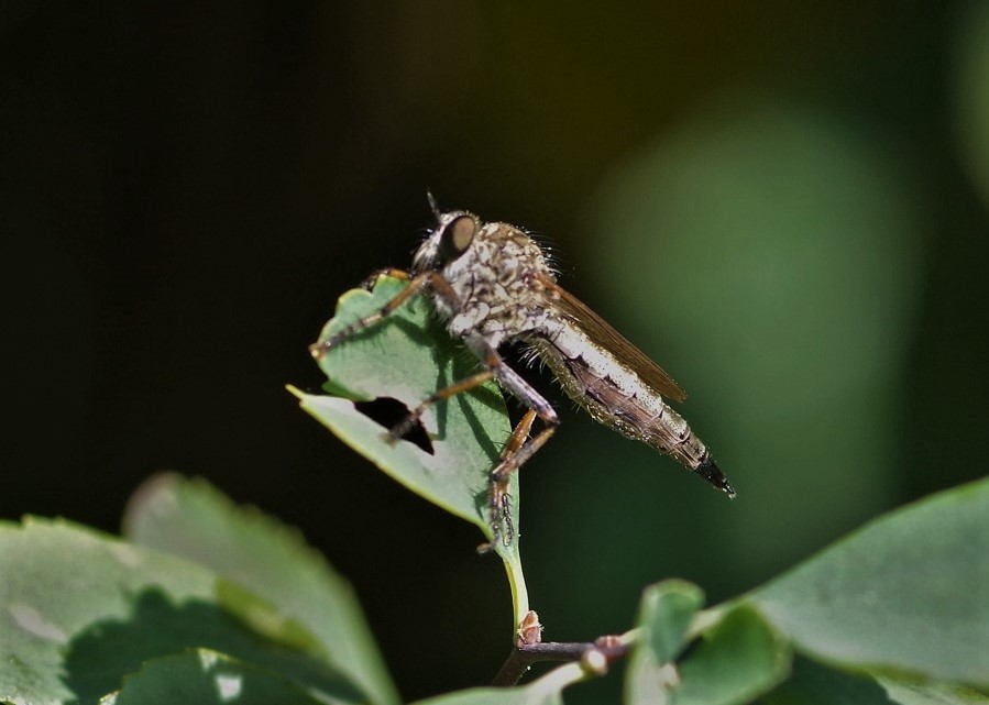 ASILIDAE Tolmerus atricapillus 3.JPG