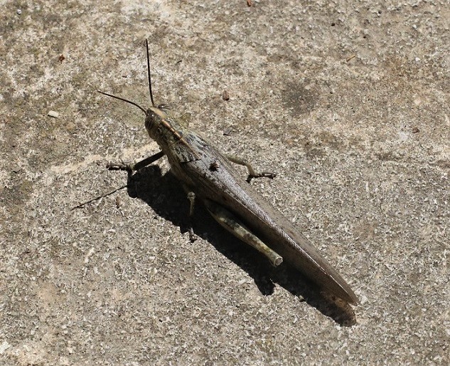 ACRIDIDAE Anacridium aegyptium 1 (criquet égyptien).JPG