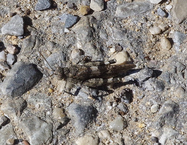 ACRIDIDAE Oedipoda germanica 2.JPG