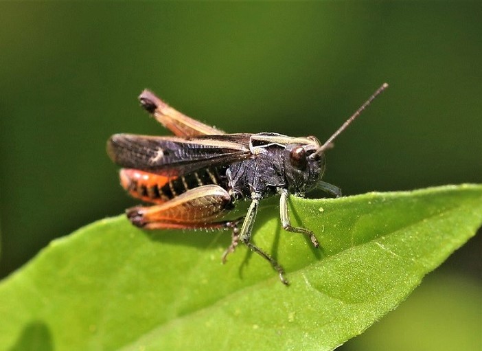 ACRIDIDAE Omocestus rufipes 2.JPG