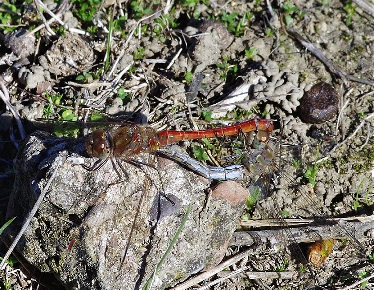 LIBELLULIDAE Sympetrum striolatum 3.JPG