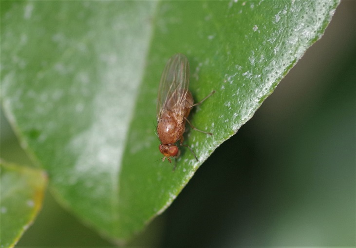 LAUXANIIDAE Sapromyza halidayi 1.JPG