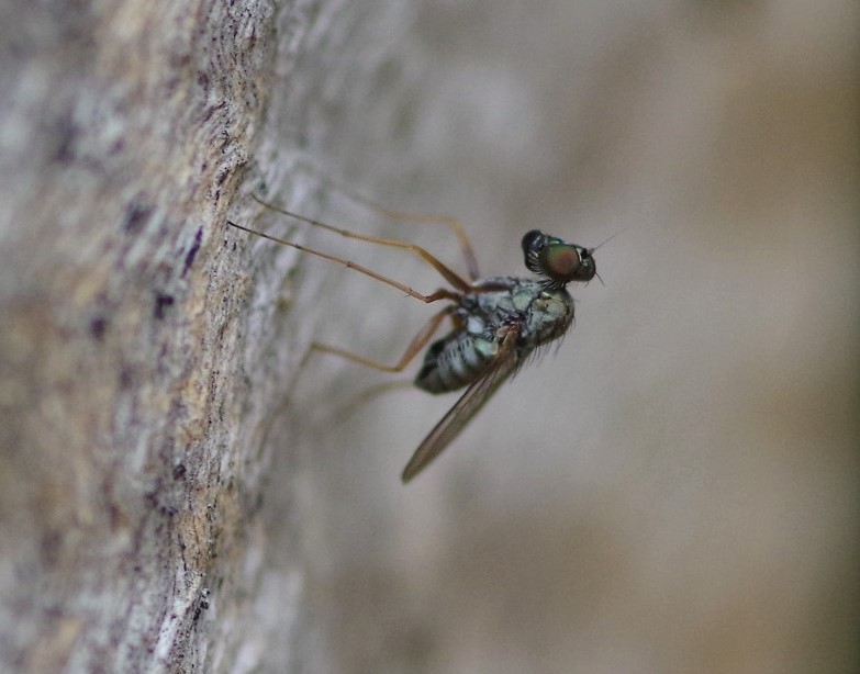 DOLICHOPODIDAE Medetera flavipes 1.JPG