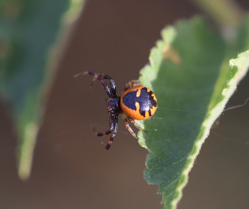 THOMISIDAE Synema globosum 8.JPG