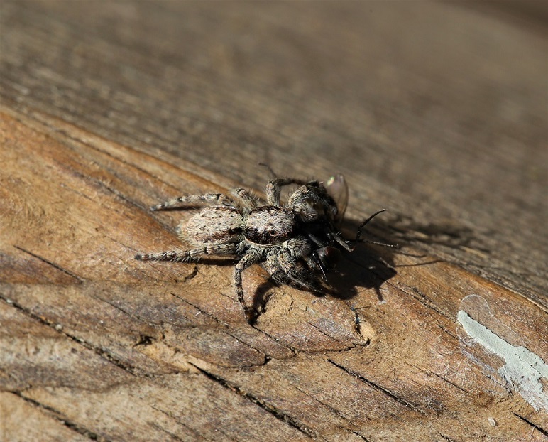 SALTICIDAE Menemerus taeniatus 3.JPG