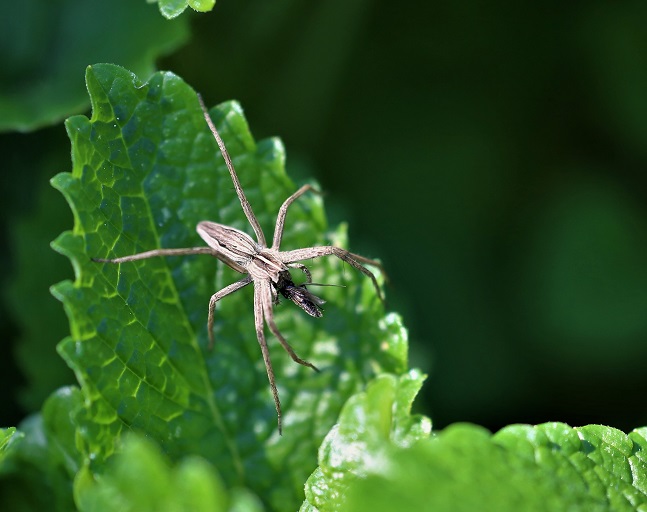 PISAURIDAE Pisaura mirabilis 6.JPG