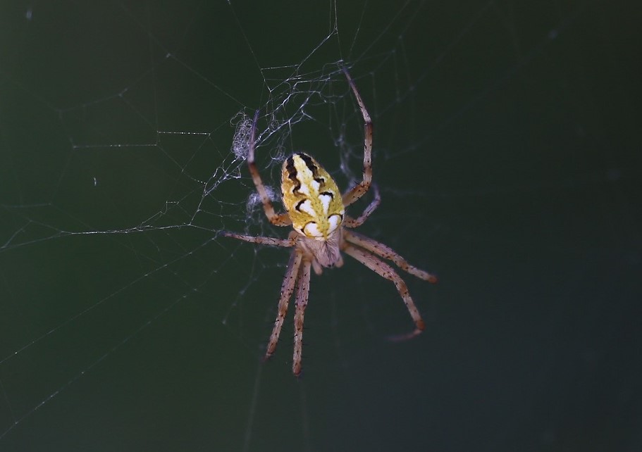 ARANEIDAE Neoscona adianta 1 (épeire fougère).JPG