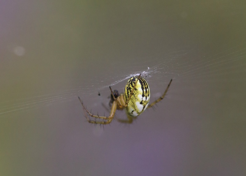 ARANEIDAE Mangora acalypha 4.JPG