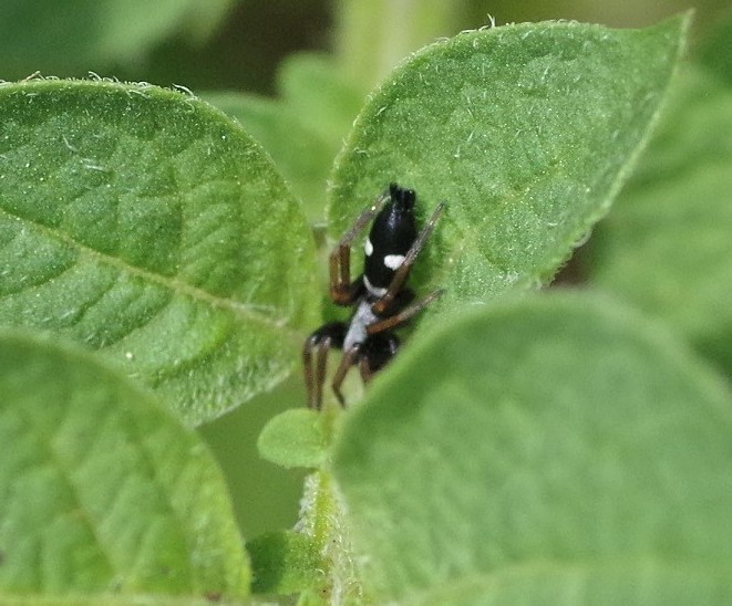 GNAPHOSIDAE Aphantaulax trifasciata.JPG