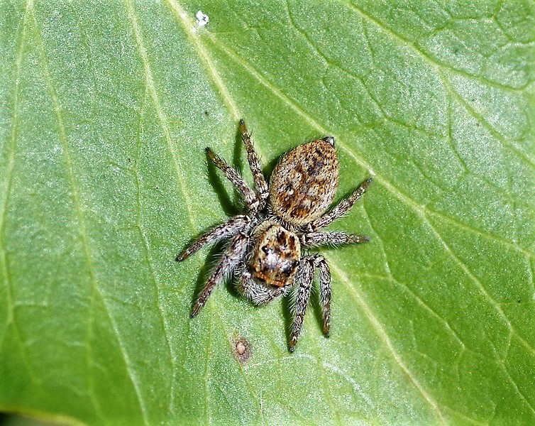 SALTICIDAE Carrhotus xanthogramma 2.JPG