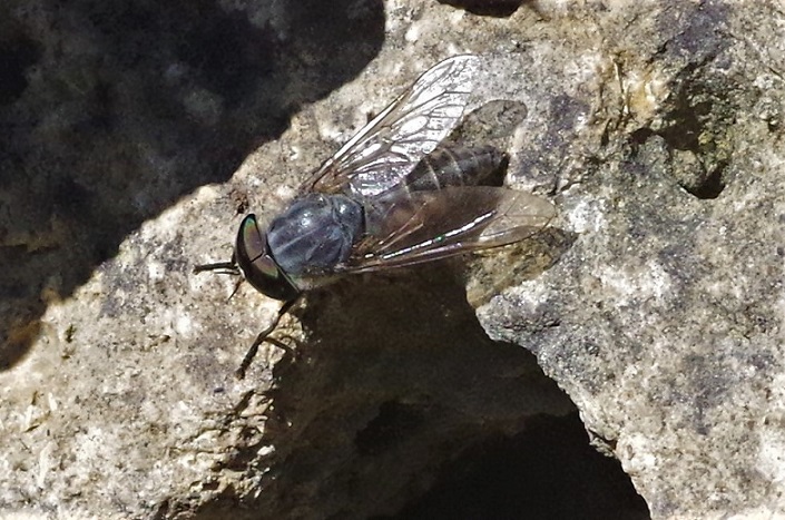 TABANIDAE Tabanus bromus 1.JPG