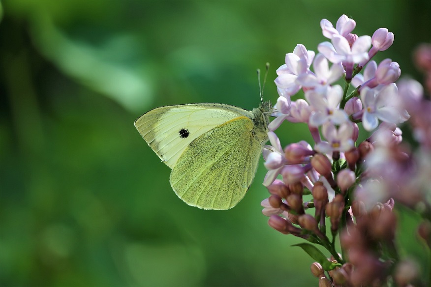 PIERIDAE Pieris brassicae 1.JPG