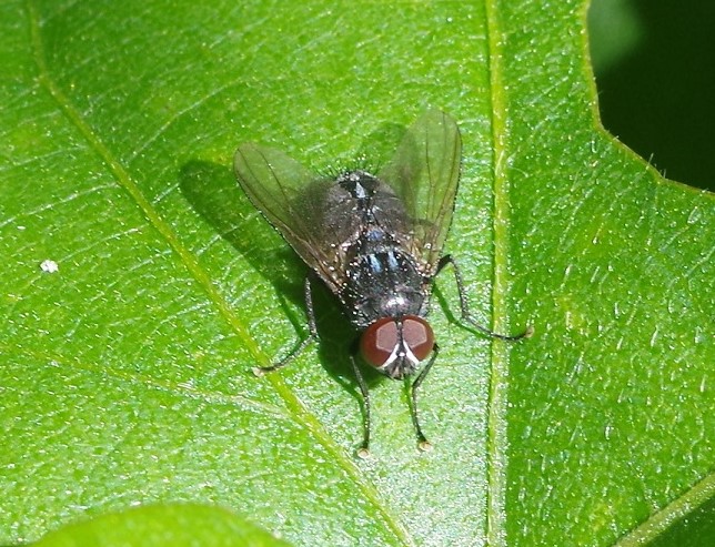 MUSCIDAE Muscina levida 1.JPG