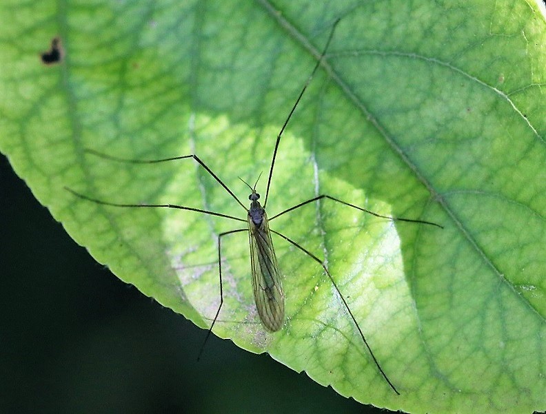 LIMONIIDAE Limonia stigma 1.JPG