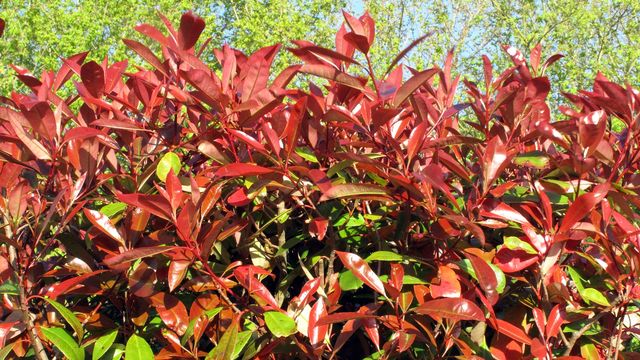 photinia_5804525.jpg