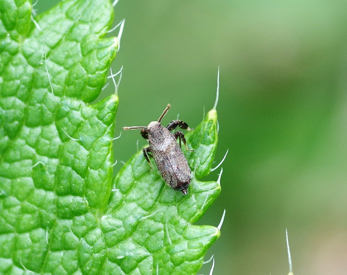 DELPHACIDAE Asiraca clavicornis 1 (2).JPG