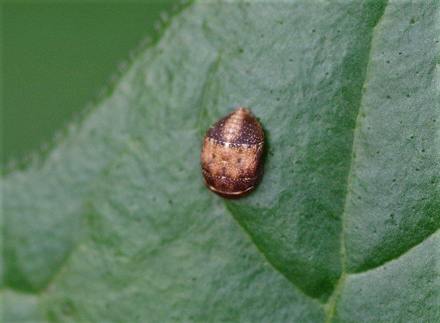 CICADELLIDAE Penthimia nigra 2.JPG