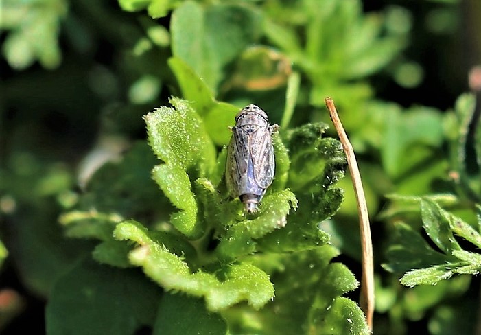 CICADELLIDAE Euscelidius variegatus.JPG