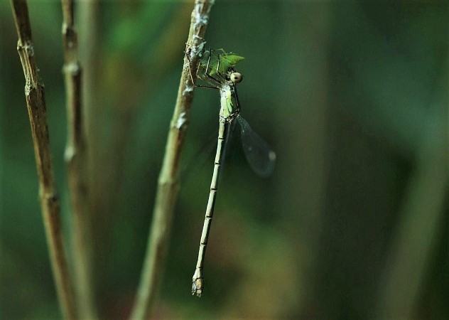 LESTIDAE Chalcolestes viridis 11.JPG