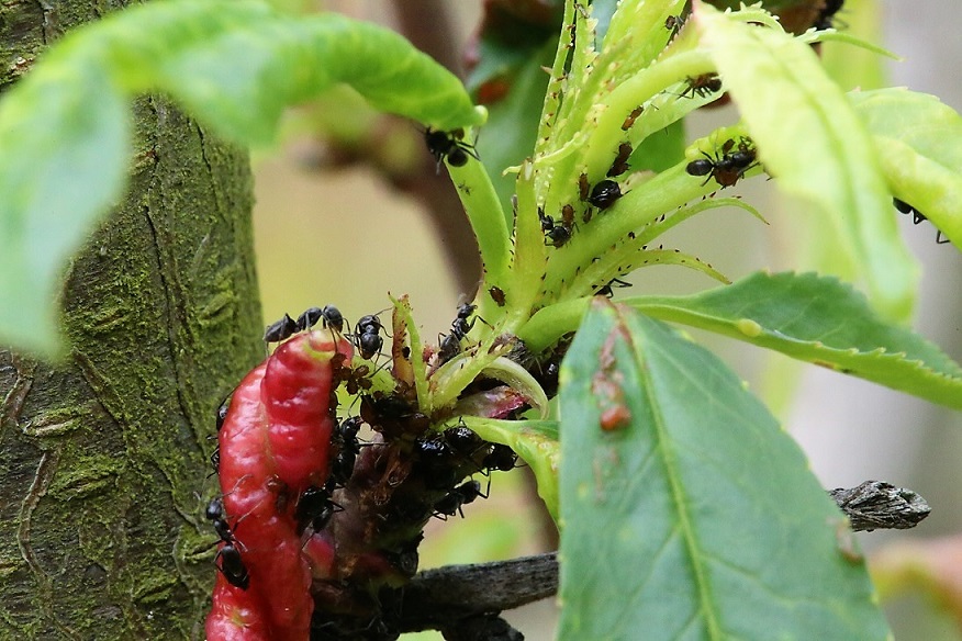 FORMICIDAE Tapinoma nigerrinum 1.JPG