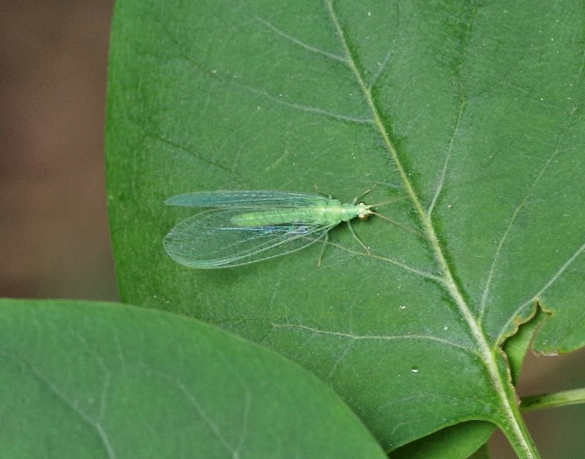 NEUROPTERA CHRYSOPIDAE Chrysopeerla carnea 2.JPG