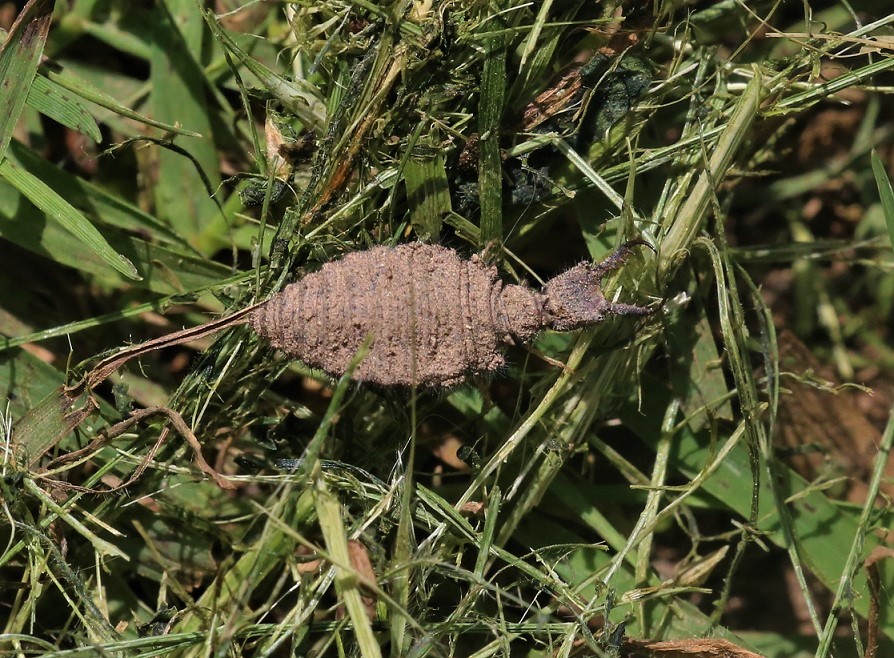 NEUROPTERA MYRMELEONTIDAE Distoleon tetragrammicus 4 (larve).JPG