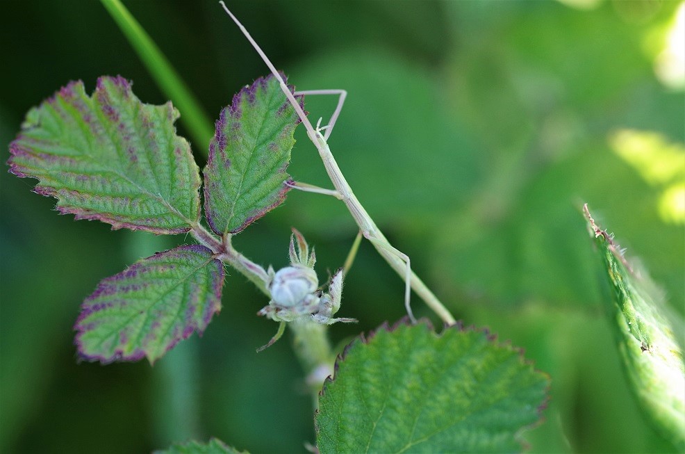 PHASMATODEA HETERONEMIIDAE Pijnackeria hispanica 2.JPG